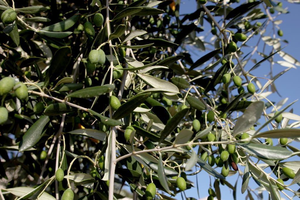 Agricostella Agriturismo فيستَ المظهر الخارجي الصورة